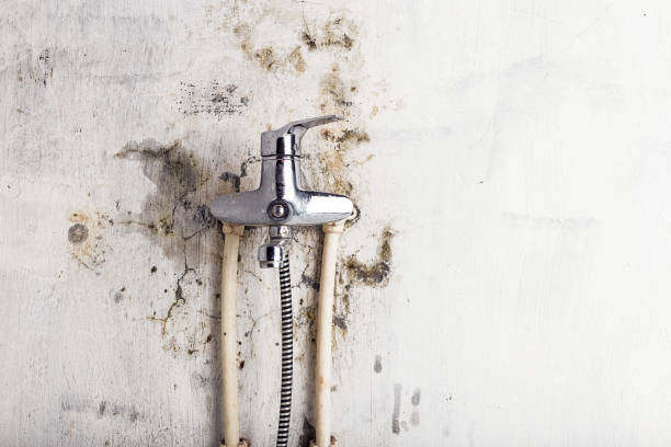 Best Affordable Mold Removal  in Rio Rico, AZ