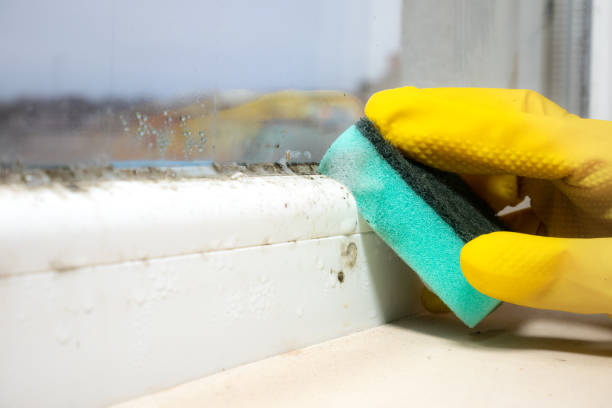 Best Toxic Mold Removal  in Rio Rico, AZ