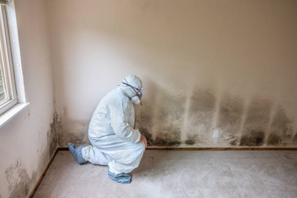 Best Toxic Mold Removal  in Rio Rico, AZ