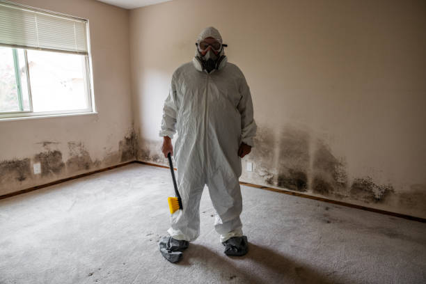 Best Certified Mold Removal  in Rio Rico, AZ